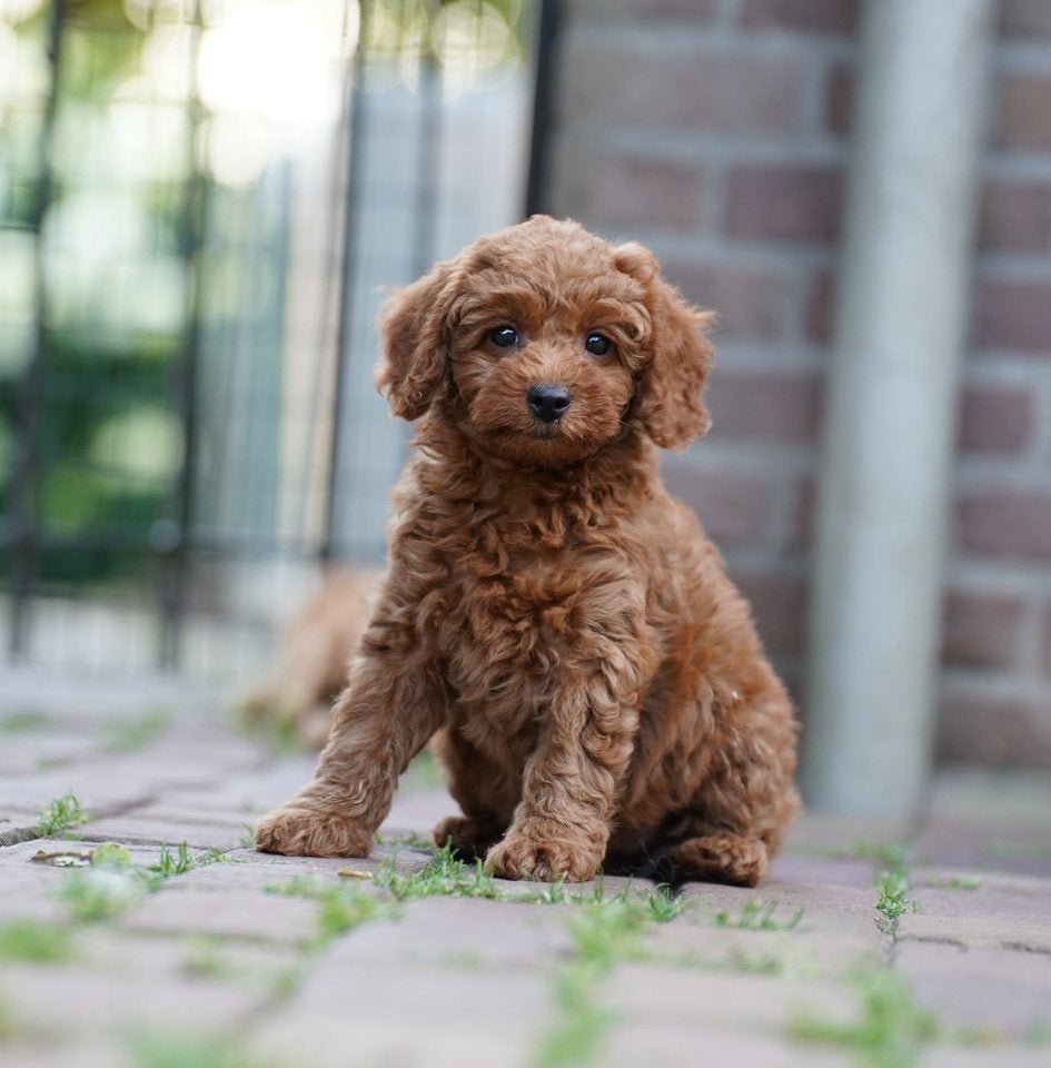 Dwergpoedel x Toypoedel pups, Dieren en Toebehoren, Poedel, Parvo, Nederland, 8 tot 15 weken