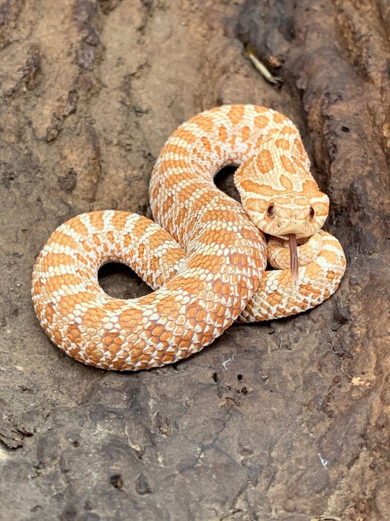 1.0 Toffeebelly 66% DH albino/axanthic heterodon nasicus Hognose Snake - male for sale from DemonSnakes