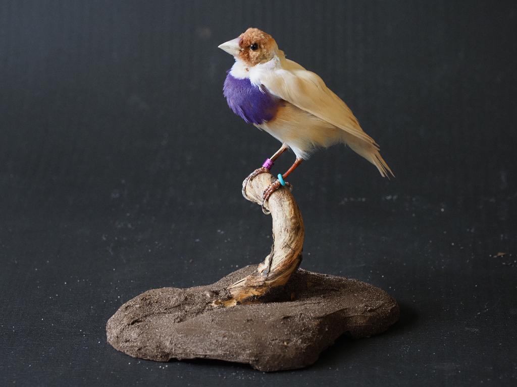 Opgezette Gouldamadine, Ophalen of Verzenden, Nieuw, Vogel, Opgezet dier