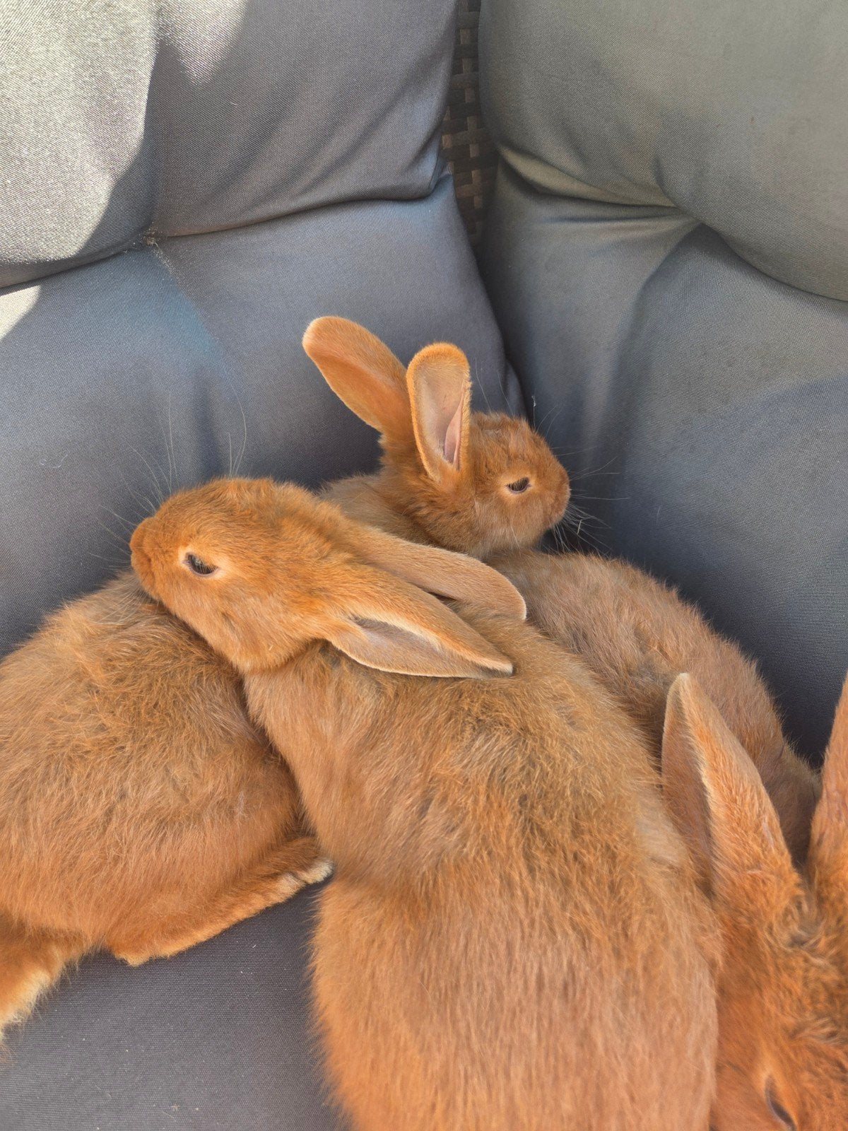 Hele mooie rode Zeelander voedsters, Dieren en Toebehoren, Konijnen, Vrouwelijk, Groot, 0 tot 2 jaar