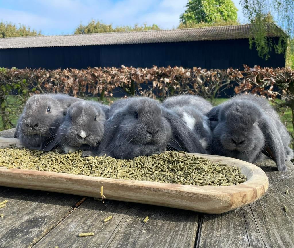 Raszuivere franse hangoren, Dieren en Toebehoren, Konijnen, Meerdere dieren, Groot, Hangoor, 0 tot 2 jaar