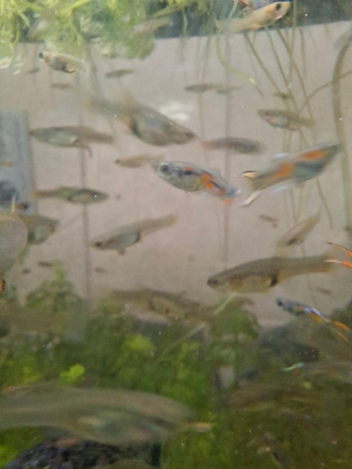 endler guppen koppels, Vis, Zoetwatervis