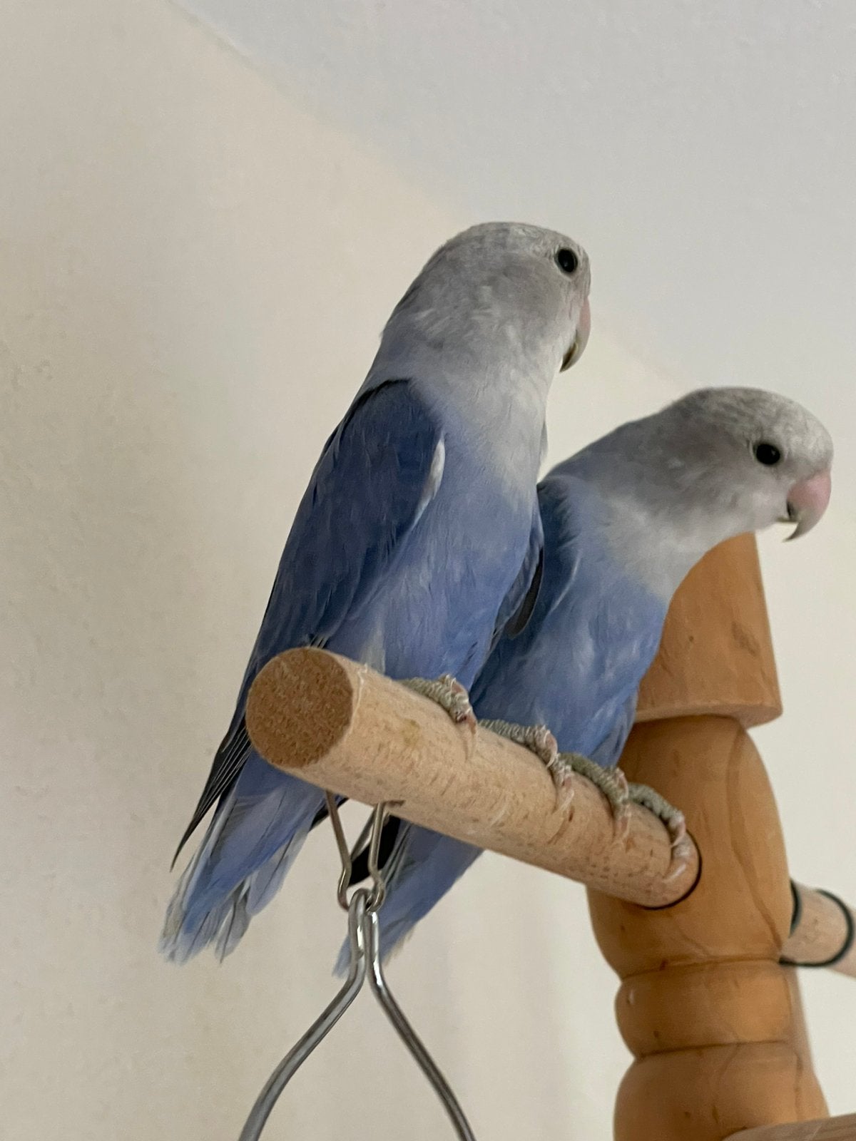 Prachtige en Lieve Agapornis Dwergpapegaai Lovebird Handtam, Dieren en Toebehoren, Vogels | Parkieten en Papegaaien, Meerdere dieren