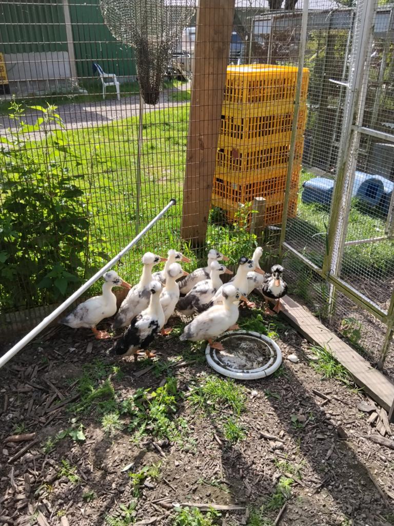 Mooie kuifeenden, Dieren en Toebehoren, Pluimvee, Meerdere dieren, Kip