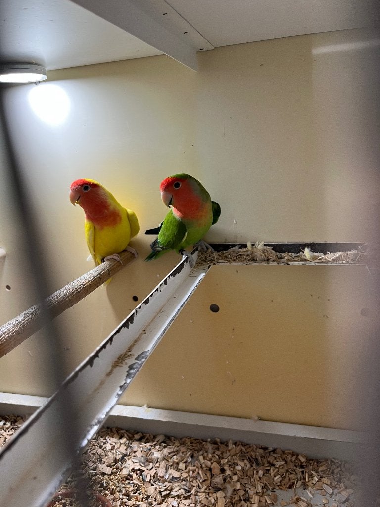 Kweekkoppel Agapornis, Dieren en Toebehoren, Vogels | Parkieten en Papegaaien, Meerdere dieren, Dwergpapegaai of Agapornis