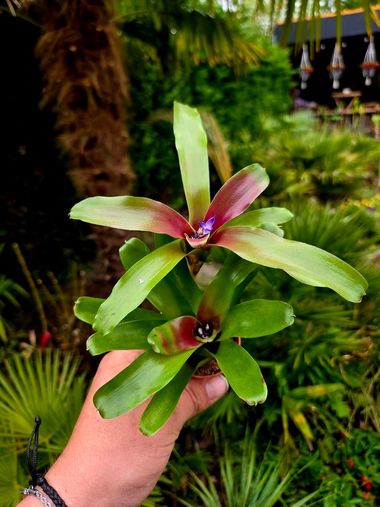 Bromelia 'Nidularium Fireball', Overige soorten, Vaste plant, Ophalen of Verzenden, Bloeit niet