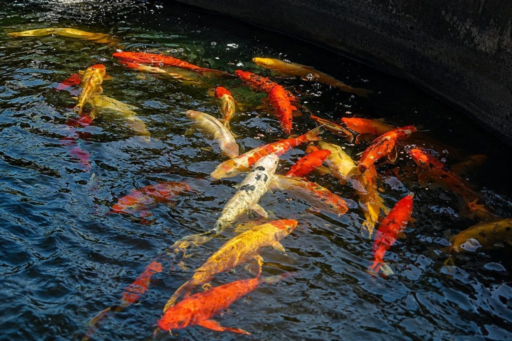 Koimix 33-62 cm, Dieren en Toebehoren, Vissen | Vijvervissen, Karper of Koi