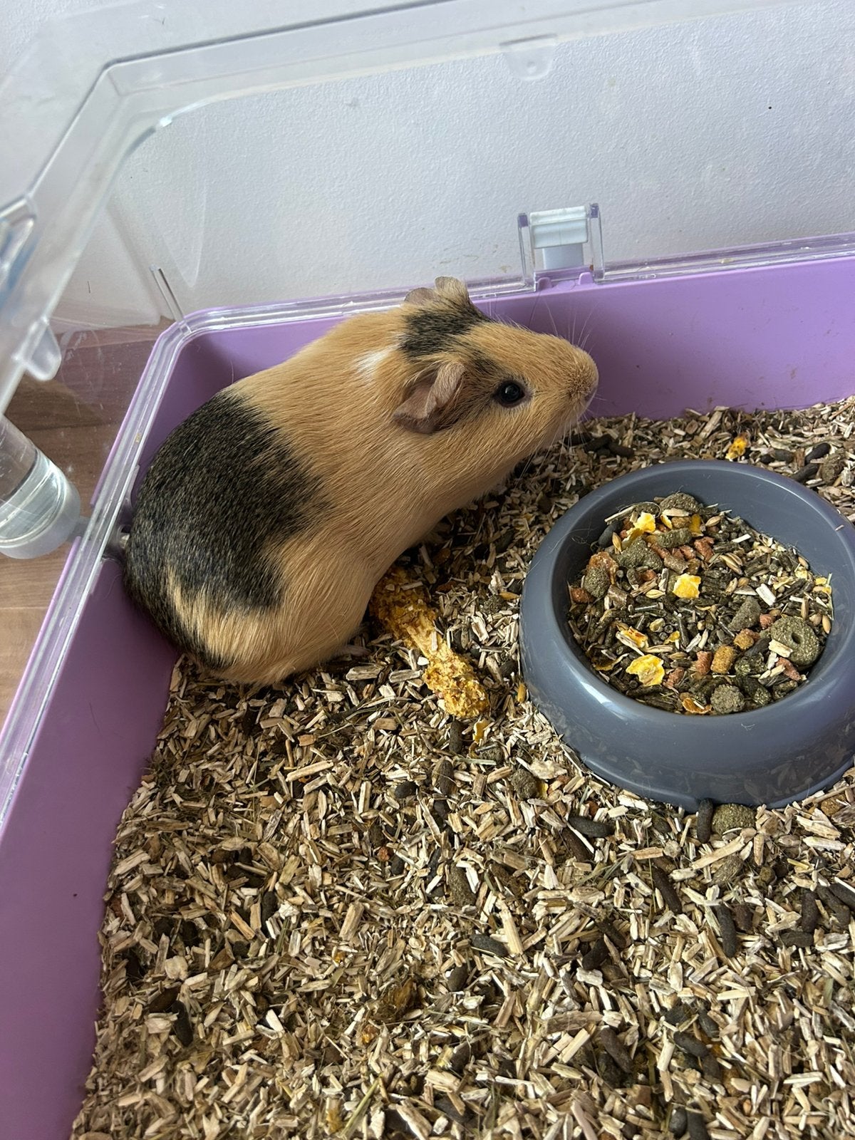 Cavia beertje (4 maanden), Dieren en Toebehoren, April, Mannelijk, Cavia