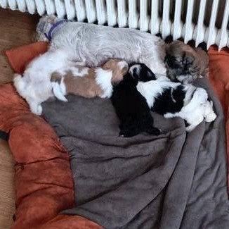 Hele mooie  lieve Boomer pups., Dieren en Toebehoren, Parvo, 8 tot 15 weken, Meerdere, Meerdere dieren
