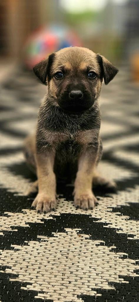 Uniek nest, ridgeback x herder/wolfskleur pups, Parvo, 8 tot 15 weken, Groot, Meerdere