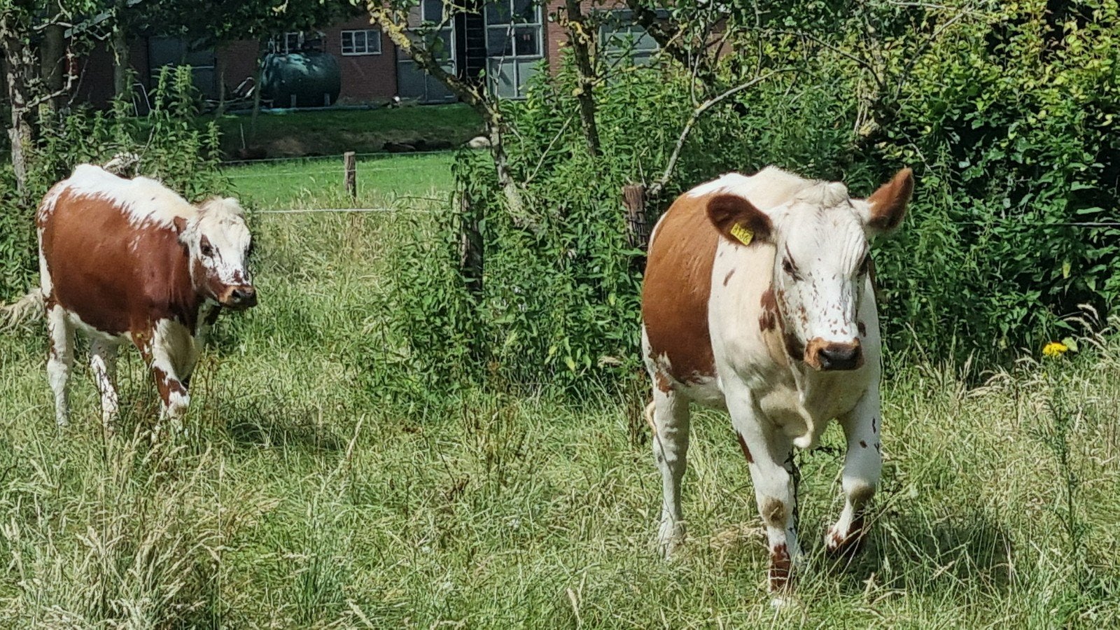 Tamme  pinken te koop, Dieren en Toebehoren, Vrouwelijk