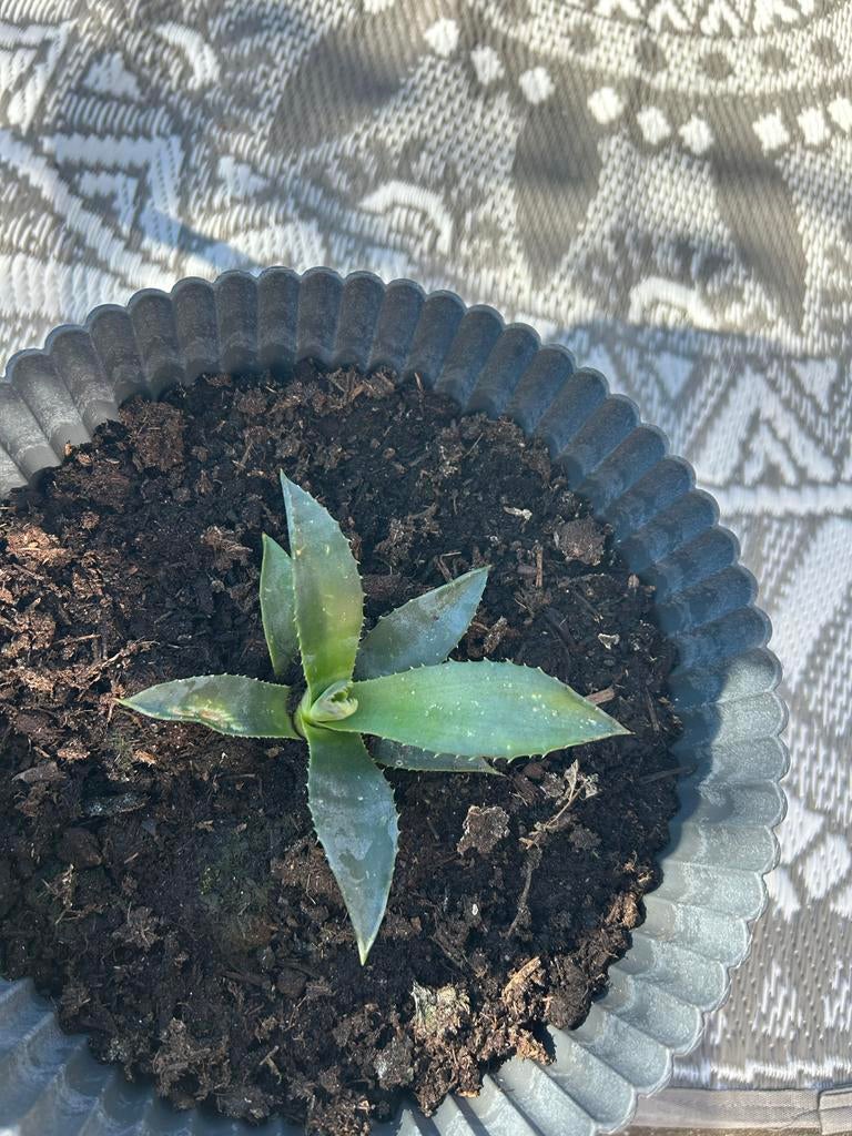 Agave Americana - Jonge plantjes, Overige soorten, Volle zon, Vaste plant, Ophalen of Verzenden