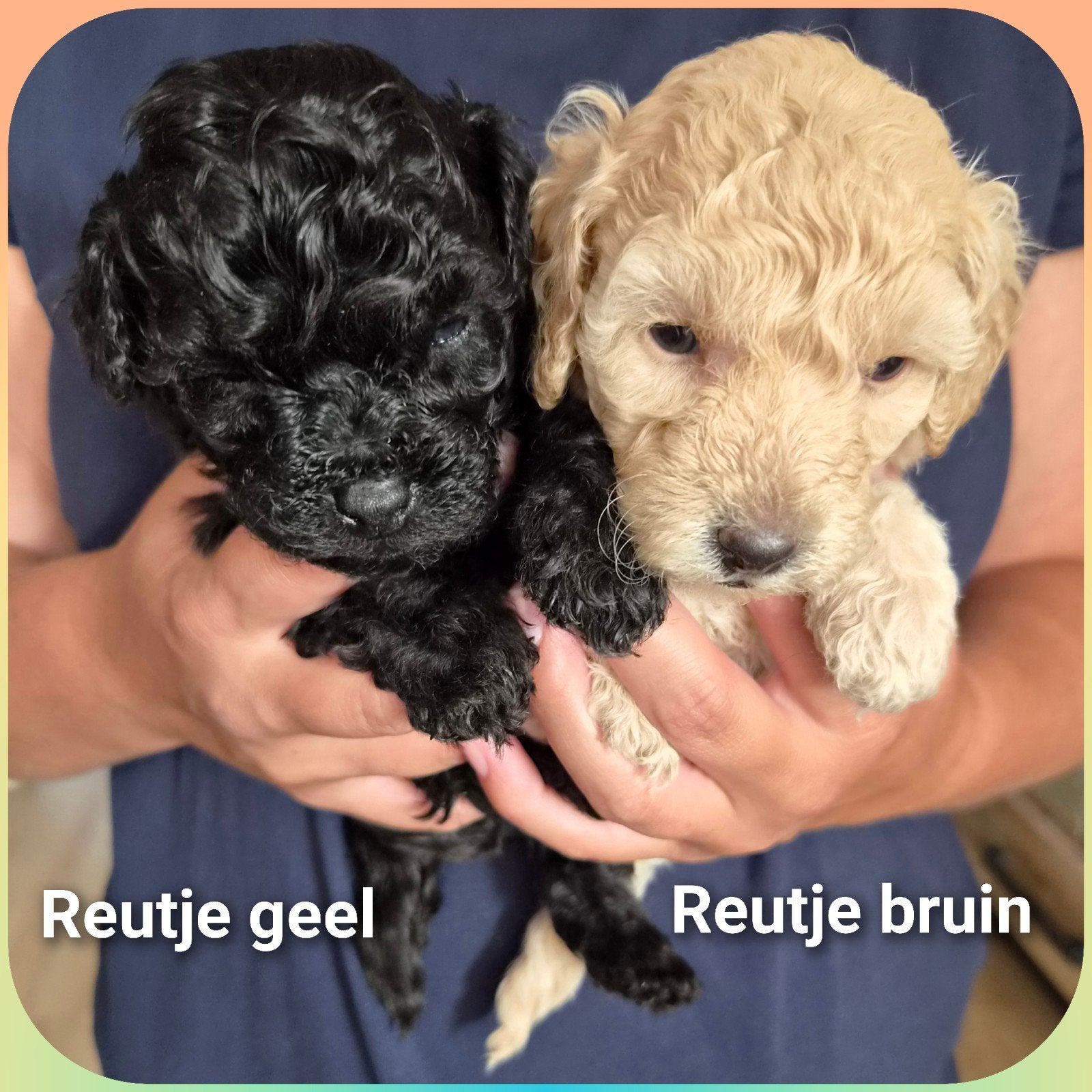 Toypoedel x kleine Dwergpoedel pups, Poedel, 8 tot 15 weken, Meerdere, Meerdere dieren