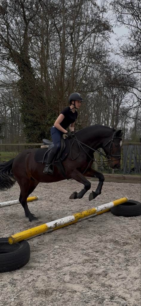 ️STALLING GEZOCHT️, Stalling
