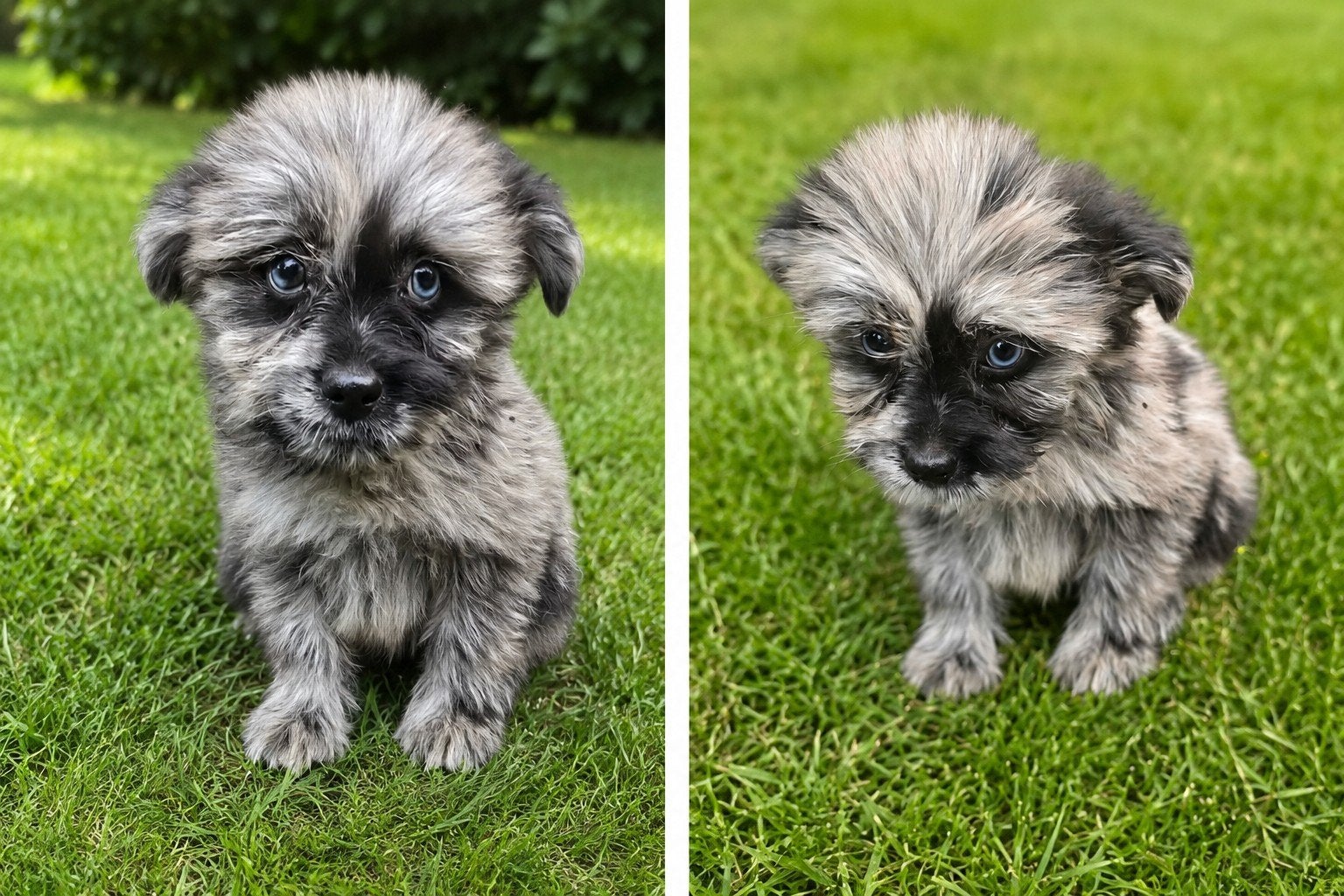 Boomer x pomeriaan pups, Dieren en Toebehoren, 8 tot 15 weken, Meerdere, Meerdere dieren, Klein