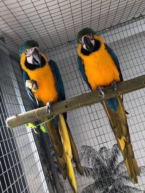 Mooi koppel Blauw-Gele Ara's, Dieren en Toebehoren, Vogels | Parkieten en Papegaaien, Meerdere dieren, Papegaai, Geringd
