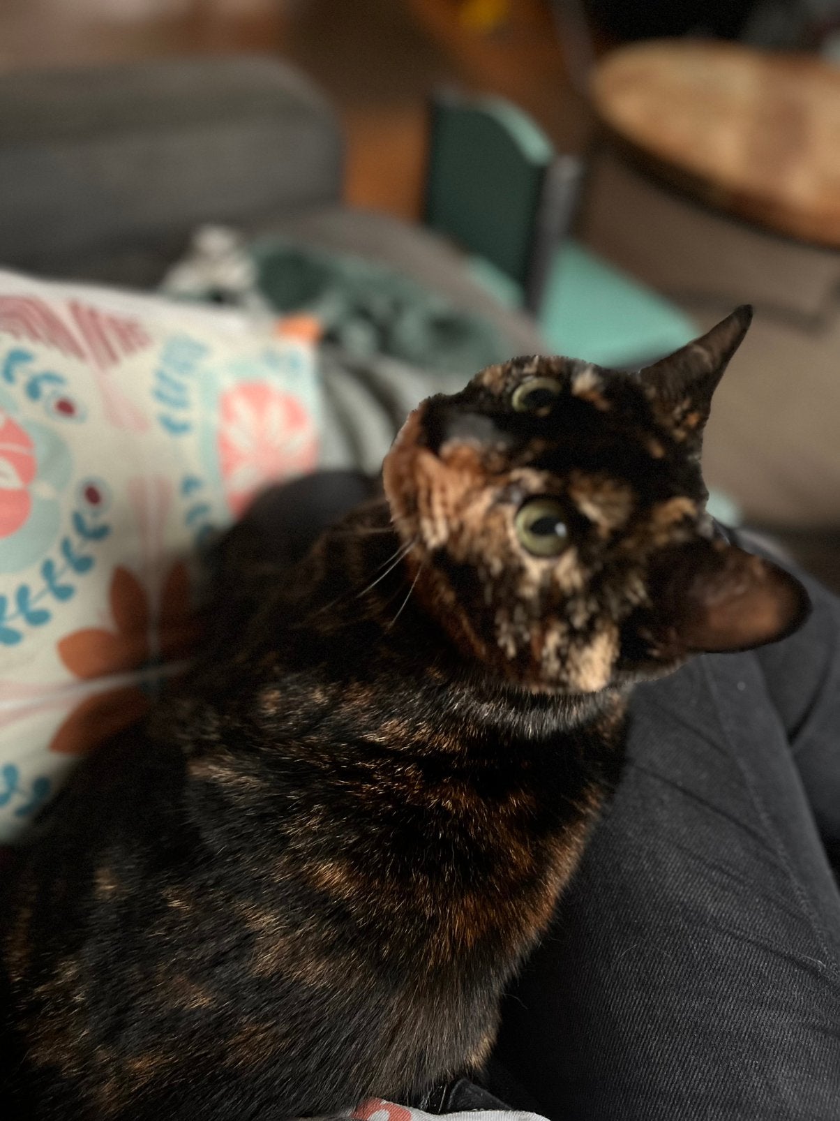 AANGEBODEN: kattenoppas aan huis - Amersfoort, Ophalen