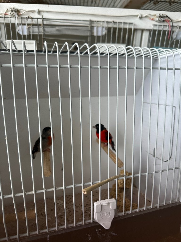 kapoetsen sijs sijzen, Meerdere dieren, Tropenvogel