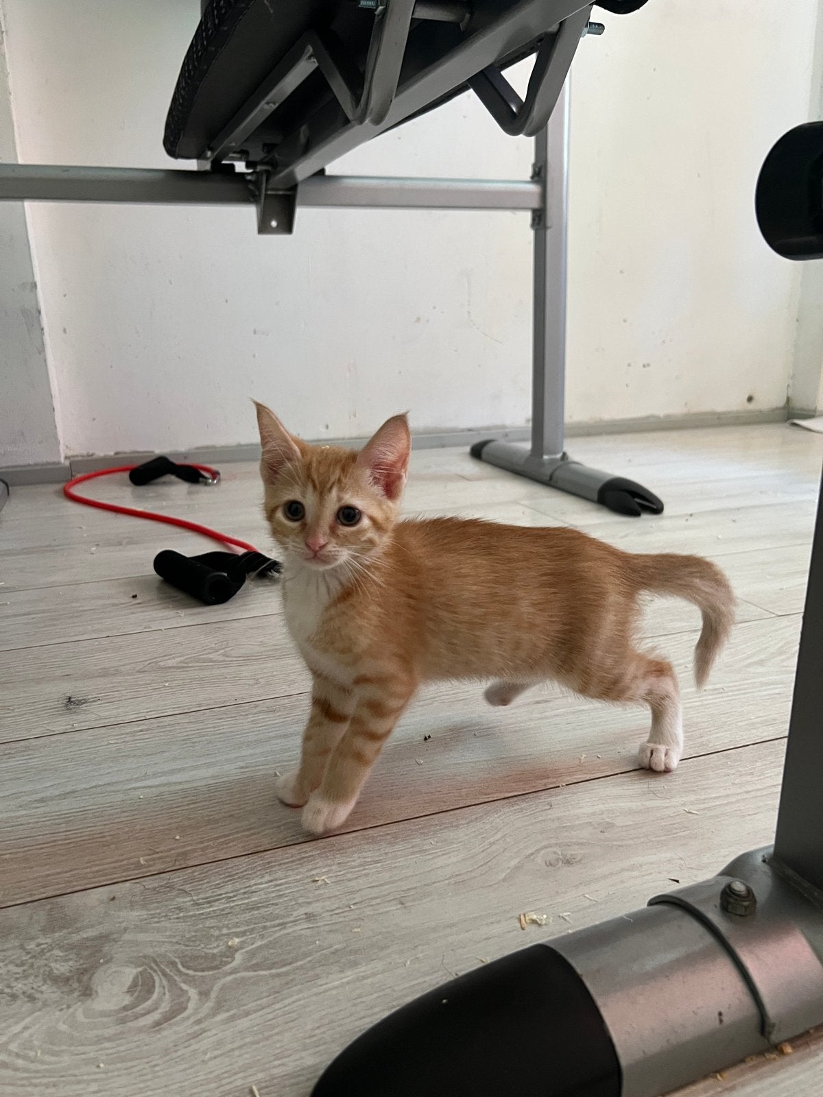 5 kitten poezen, Dieren en Toebehoren, Katten en Kittens | Overige Katten, Poes