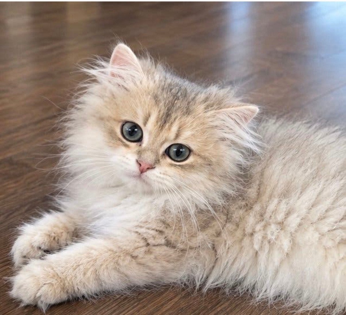 Prachtige British Longhair kater – BLH ay 11, Dieren en Toebehoren, Kater, Gechipt