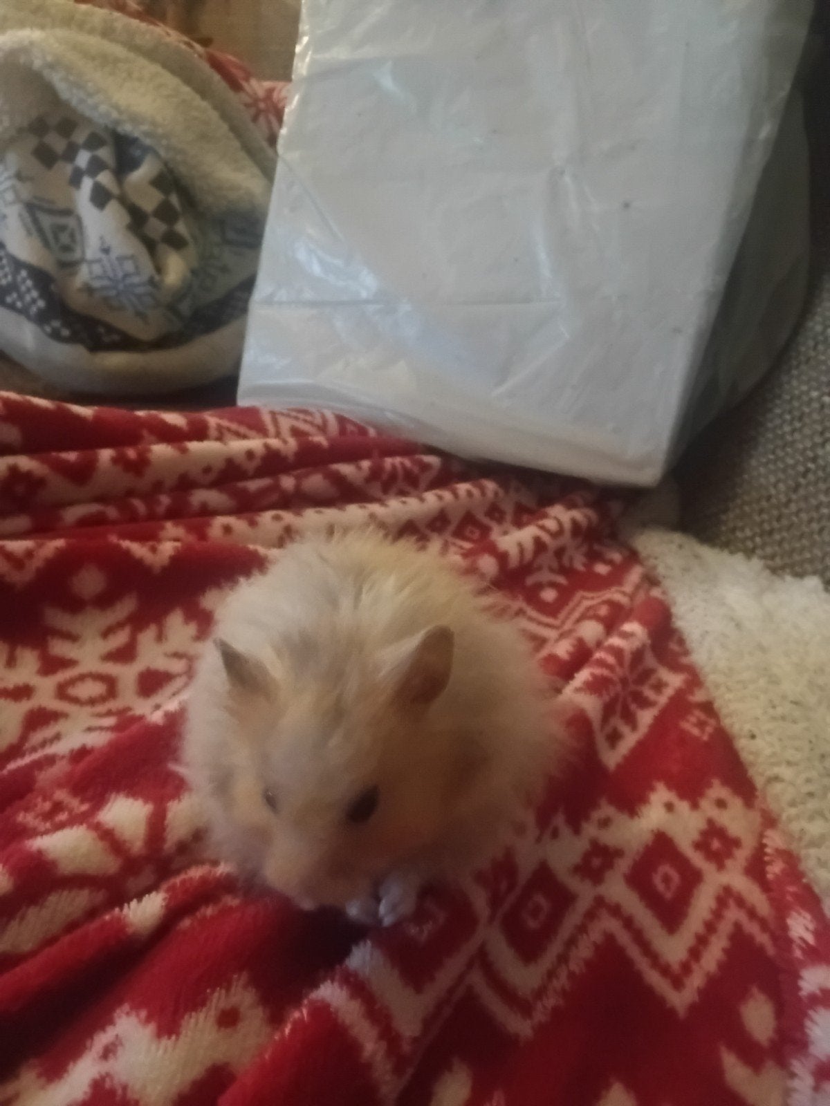 goudhamster man met grote kooi, Dieren en Toebehoren, Knaagdieren, Hamster, Mannelijk, December, Tam