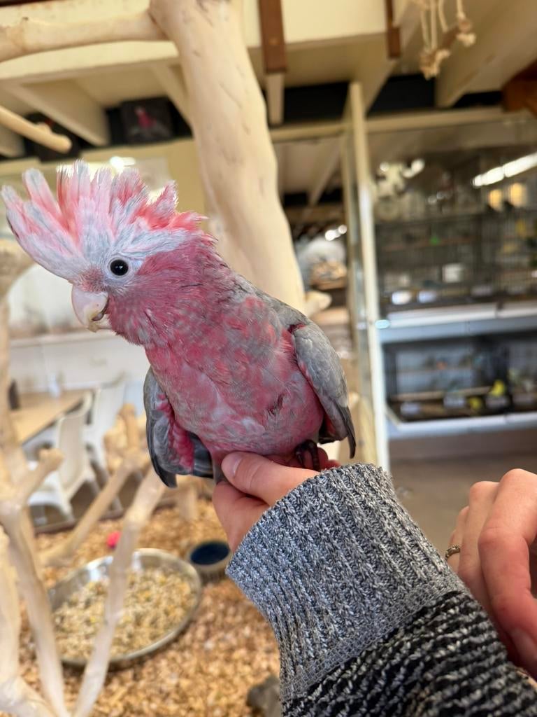 Jonge tamme rosé kaketoes, Meerdere dieren, Papegaai, Pratend
