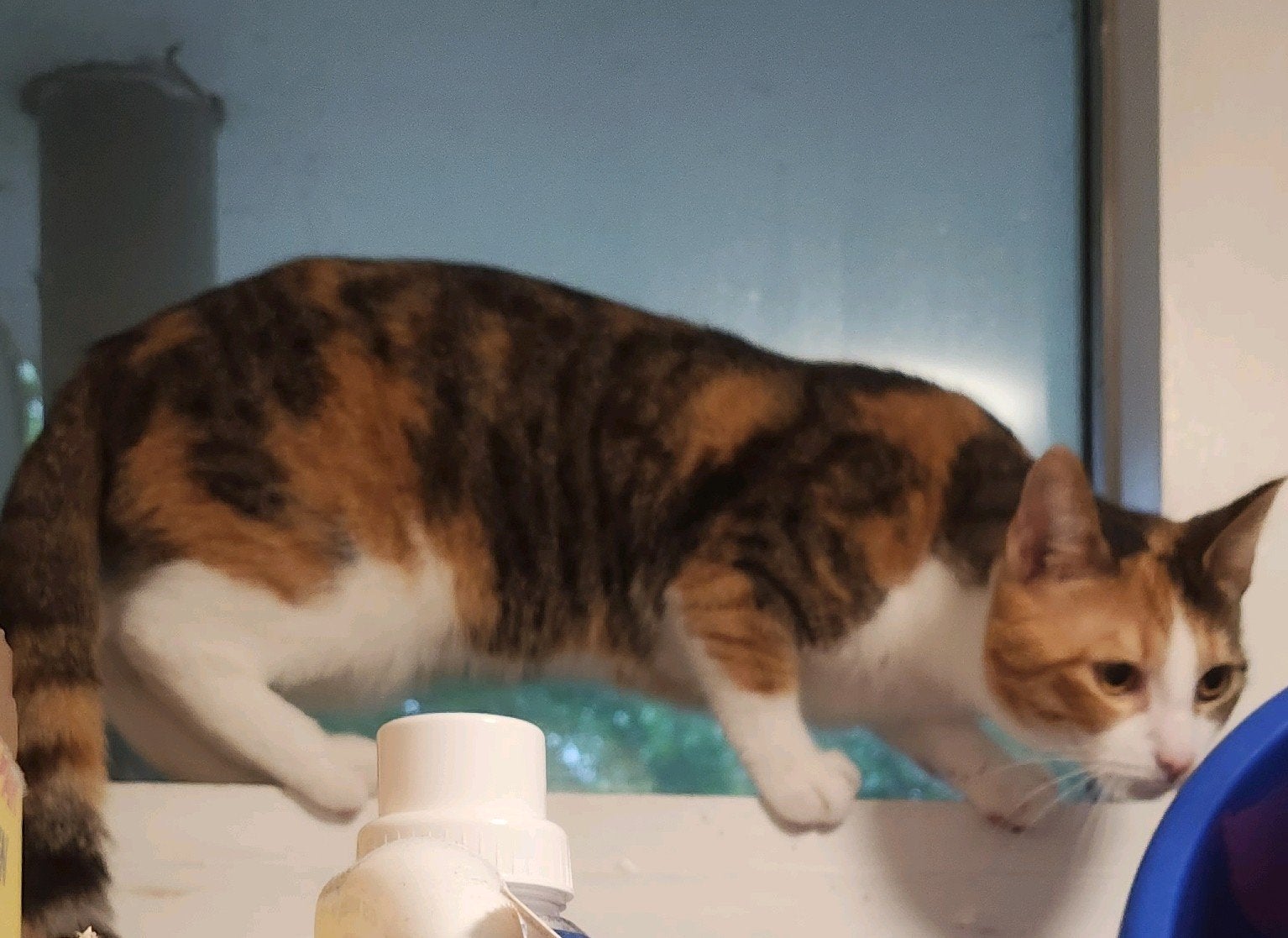 Lief thuis gezocht voor onze poes 🐾 zonder kinderen, Dieren en Toebehoren, Katten en Kittens | Overige Katten