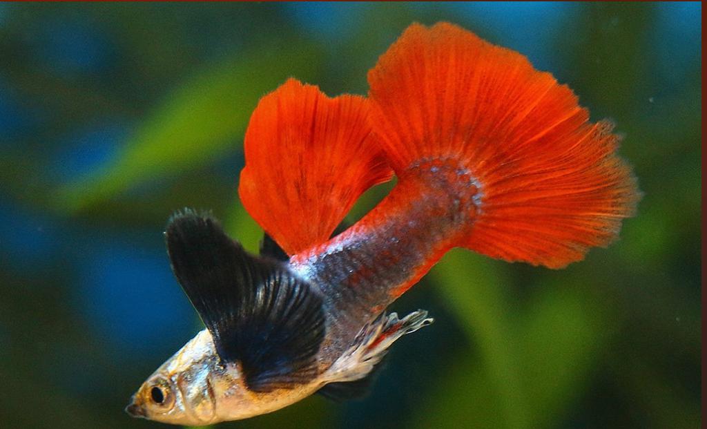 Guppy Elephant ear Red premium, Dieren en Toebehoren, Vis, Zoetwatervis