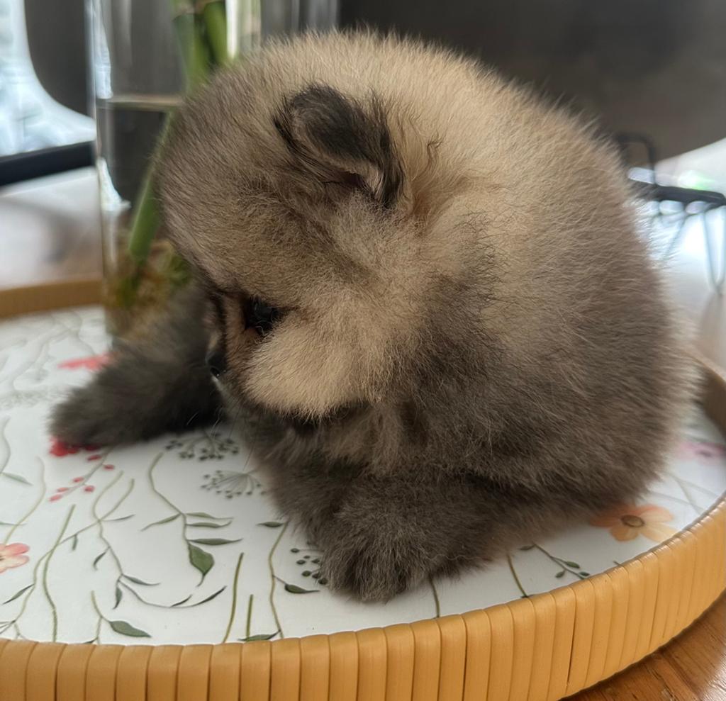 Exclusieve Pomeriaan pups, 8 tot 15 weken, Meerdere, Meerdere dieren, Nederland