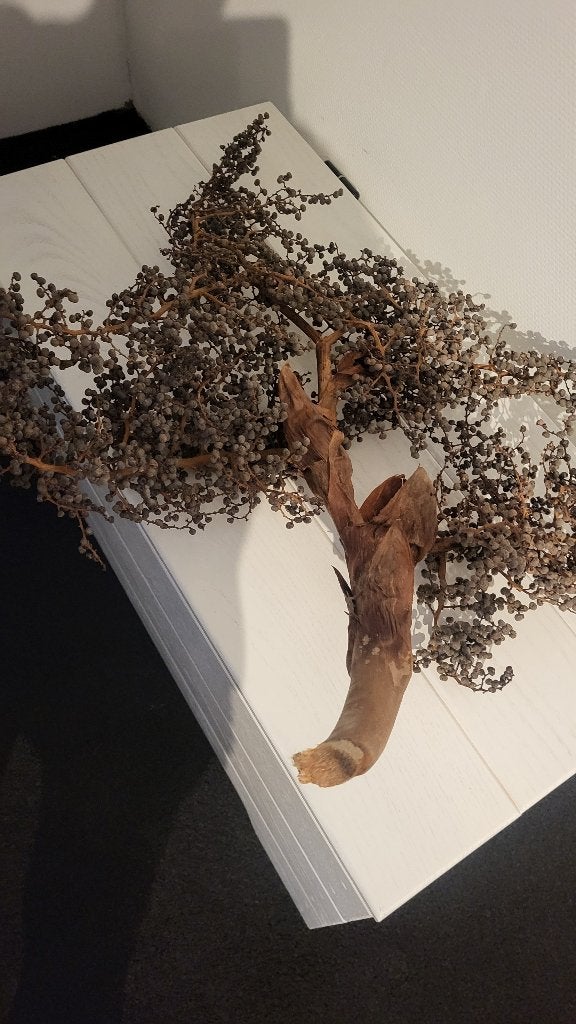 Gedroogde dadel, Ophalen of Verzenden, Gebruikt, Overige typen, Natuurlijk materiaal