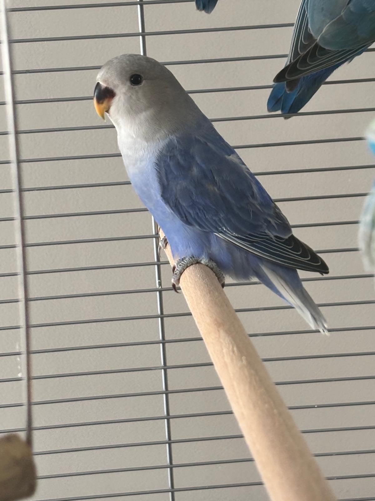 agapornis pop (Turquoise Opaline / Cinnamon) – DNA-getest, Vrouwelijk, Dwergpapegaai of Agapornis, Geringd