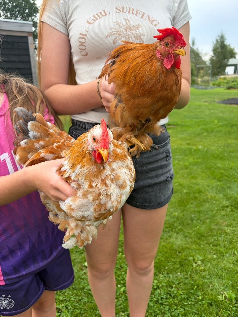 Cochin kriel hanen, Dieren en Toebehoren, Mannelijk, Kip