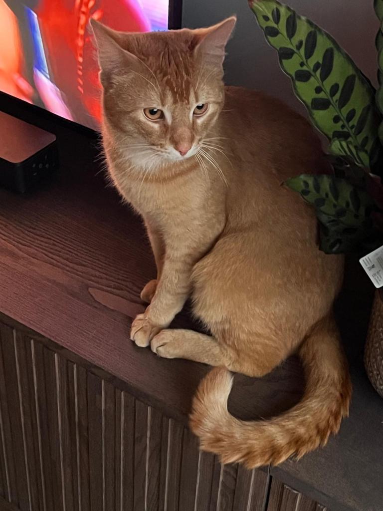 Grote rode goedzak kruising Maine Coon x Abbesijn kater, Dieren en Toebehoren, Kater, Gechipt, 0 tot 2 jaar