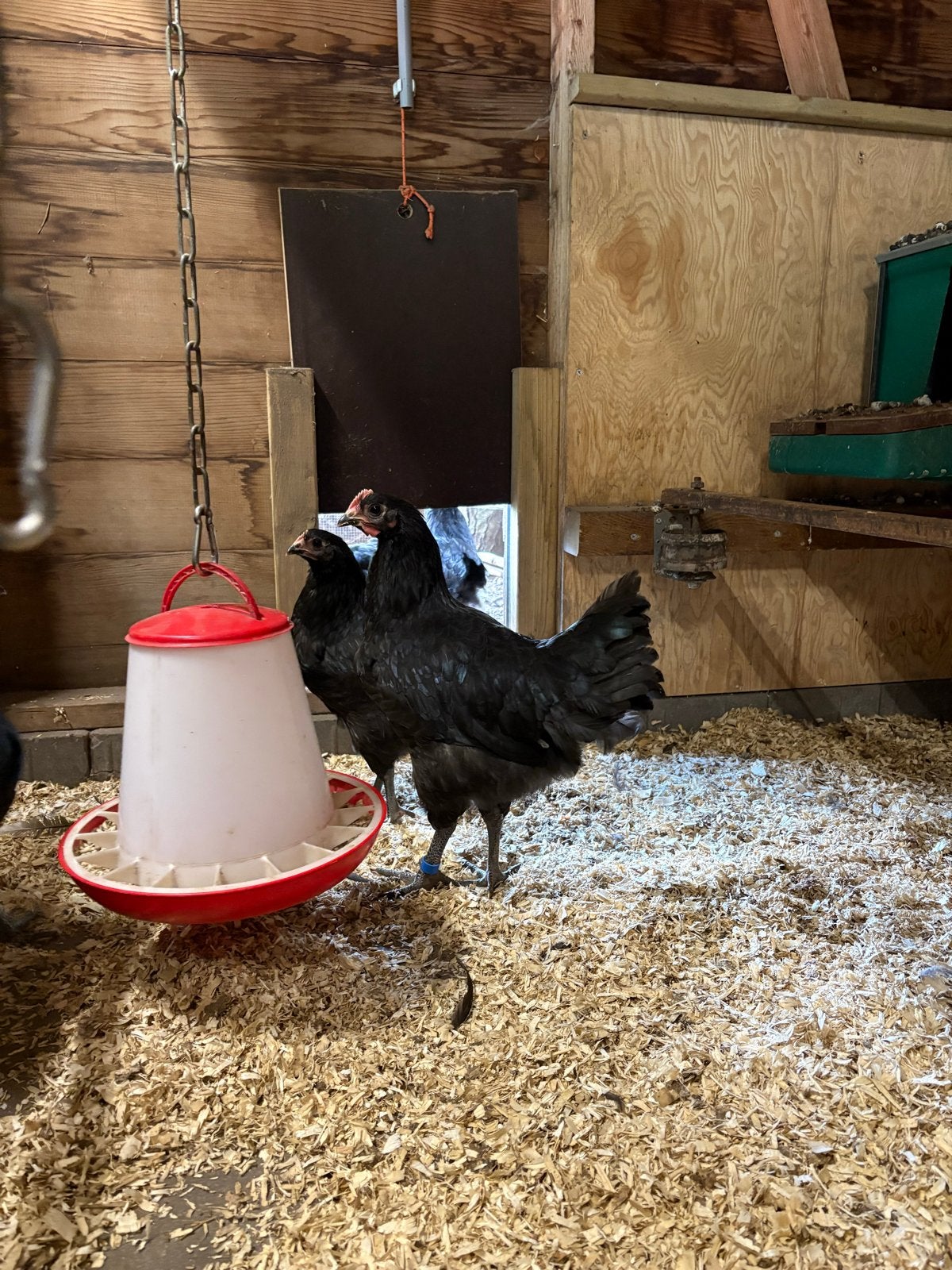 Zwarte australorp haan!, Dieren en Toebehoren, Pluimvee, Mannelijk, Kip
