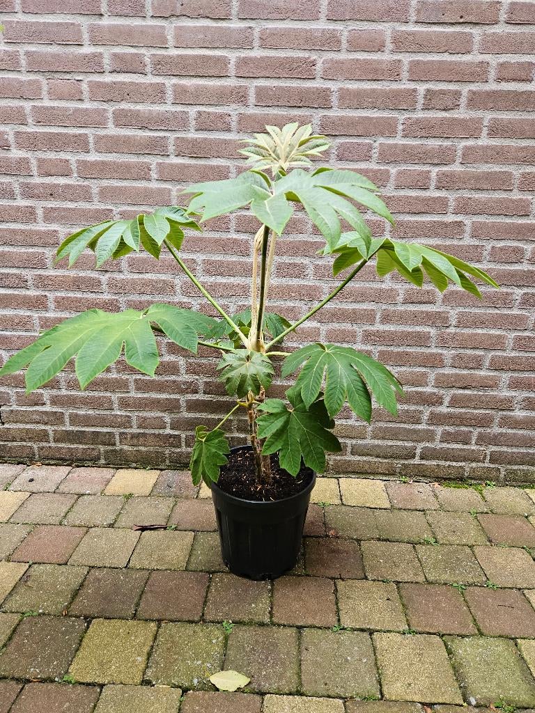 Tetrapanax papyrifera `Steroidal Giant` - Rijstpapierplant, Tuin en Terras, Planten | Tuinplanten, Ophalen, Overige soorten, Volle zon