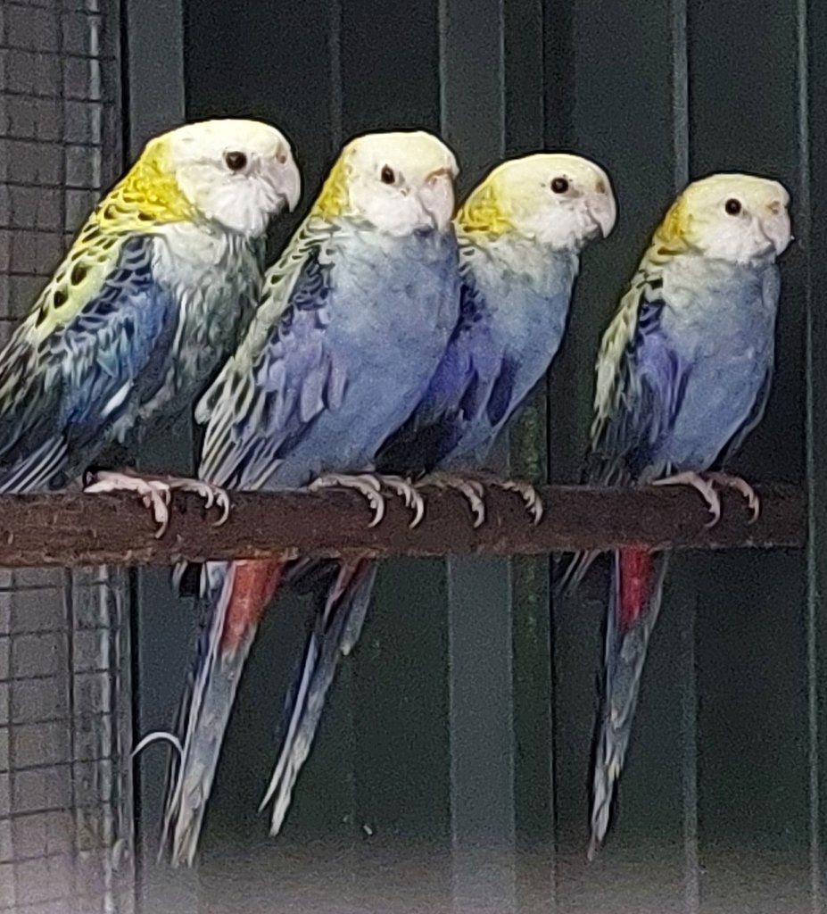 Te Koop >  Bleekkop Rosella, Dieren en Toebehoren, Meerdere dieren, Parkiet, Geringd