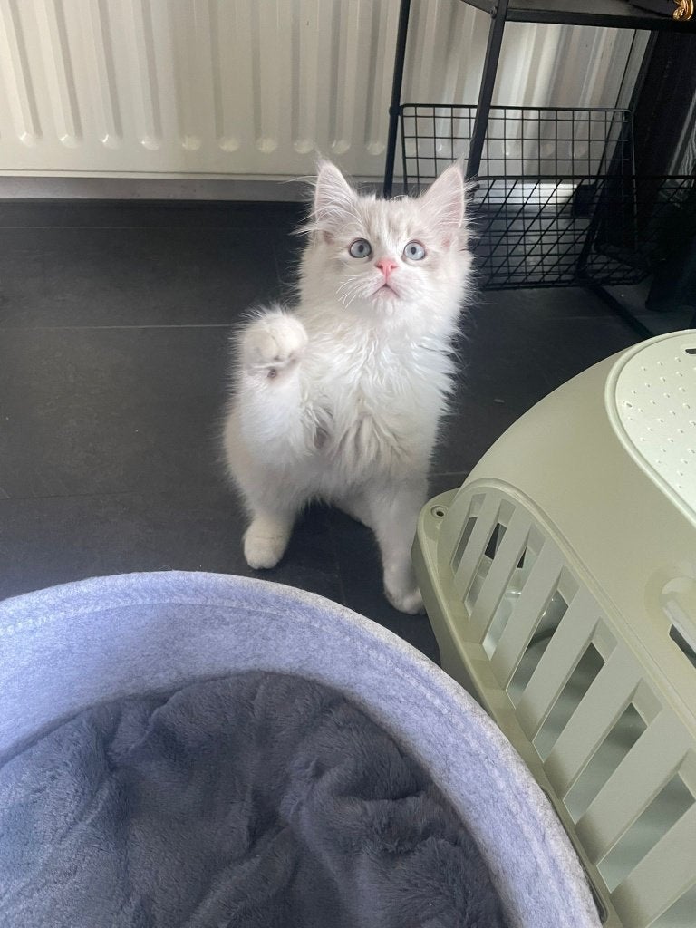 Ragdoll kitten, Kater, Ontwormd, 0 tot 2 jaar