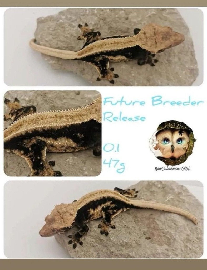 Wimpergekko vrouw High contrast quadstripe, proven, Hagedis, Tam, 3 tot 6 jaar
