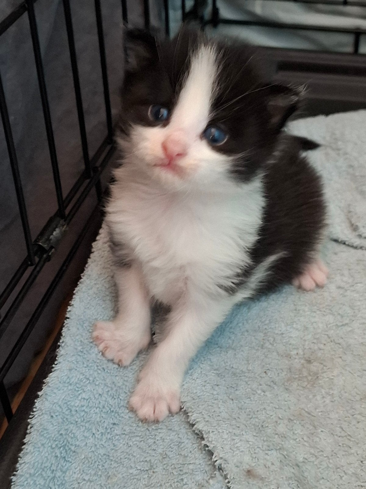 Lieve 100% Maine Coon Kittens, Kater