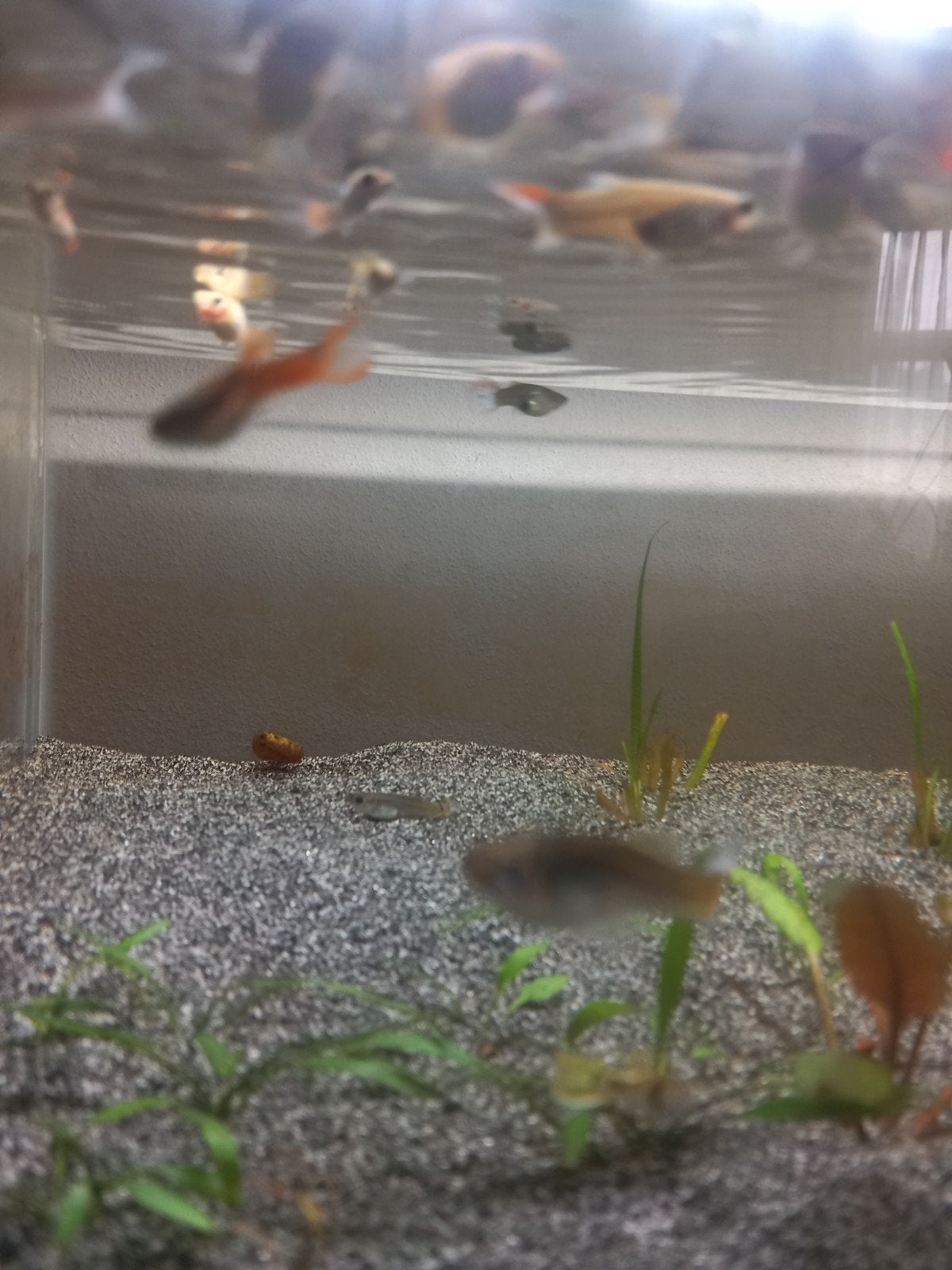 Diverse endler guppen volwassen, Dieren en Toebehoren, Meerdere dieren, Zangkanarie