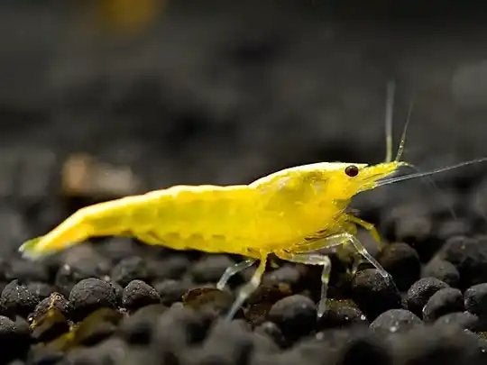 Yellow Neon - Gele Neocaridina Garnalen, Kreeft, Krab of Garnaal