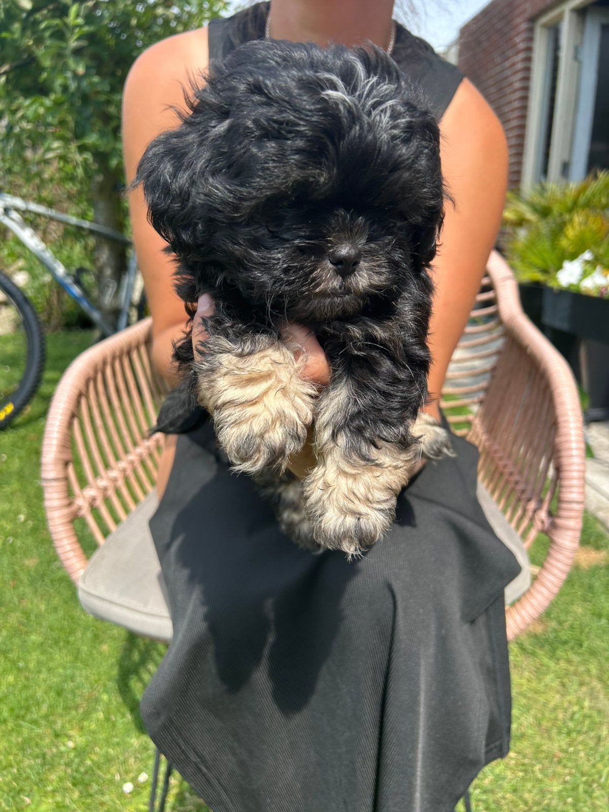 Boomer pups ovb verkocht, Dieren en Toebehoren, Parvo, Maltezer, 8 tot 15 weken, Meerdere