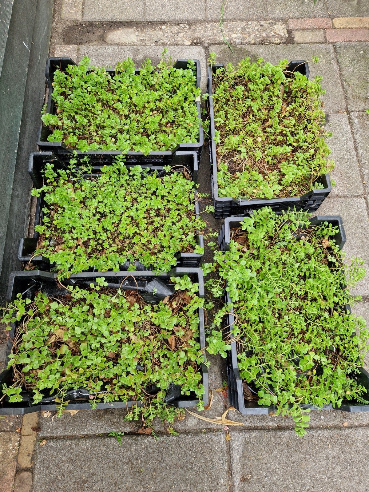 Sedum plantjes, Ophalen, Volle zon