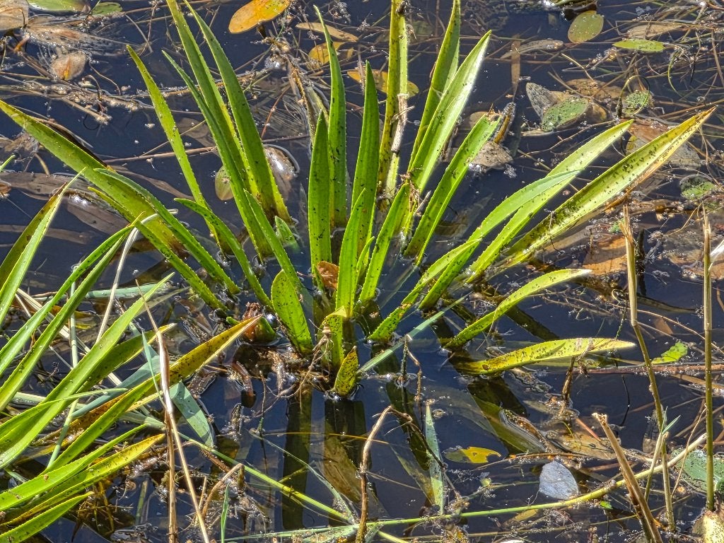 Krabbescheer, Tuin en Terras, Vijvers, Ophalen
