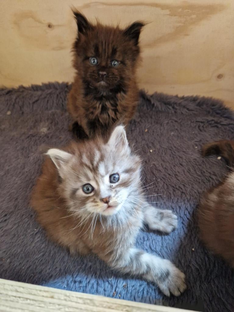 main coon kittens met stamboom, Dieren en Toebehoren, Katten en Kittens | Raskatten | Langhaar, Meerdere dieren, Met stamboom