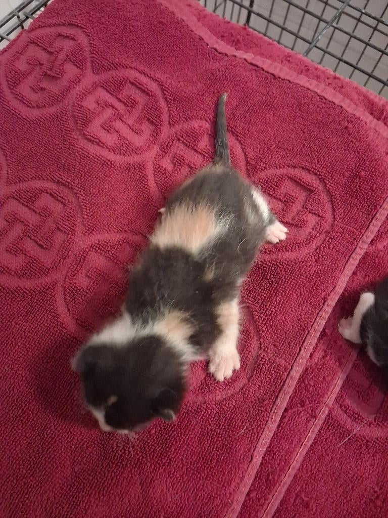 Kittens, Kater, Kortharig, 0 tot 2 jaar