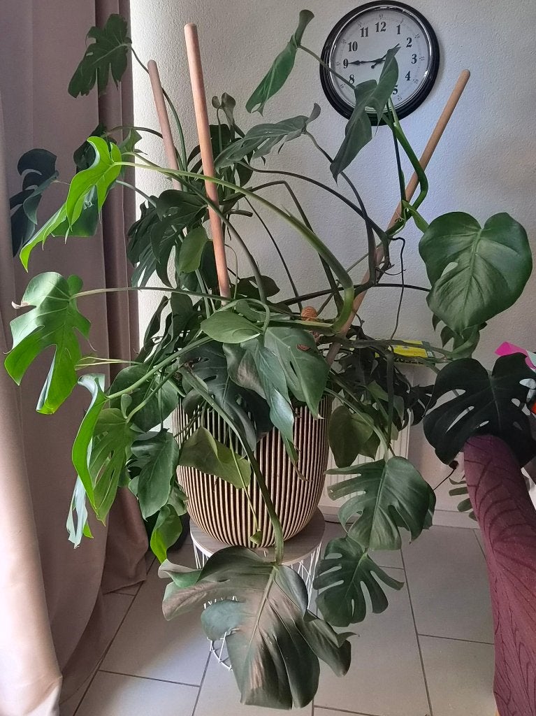 Plant, 100 tot 150 cm, Overige soorten, In pot, Bloeiende kamerplant