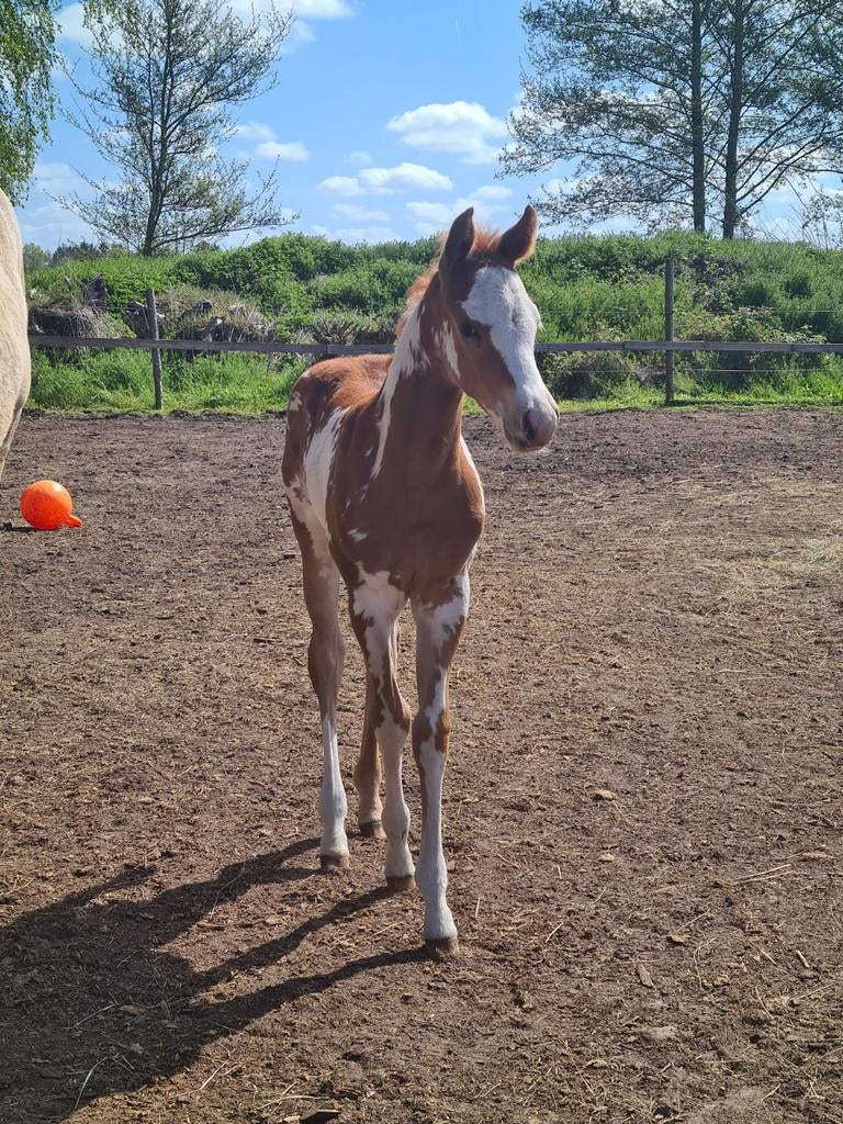 APHA Merrie Veulen, Dieren en Toebehoren, Merrie, Minder dan 160 cm, Met stamboom, 0 tot 2 jaar