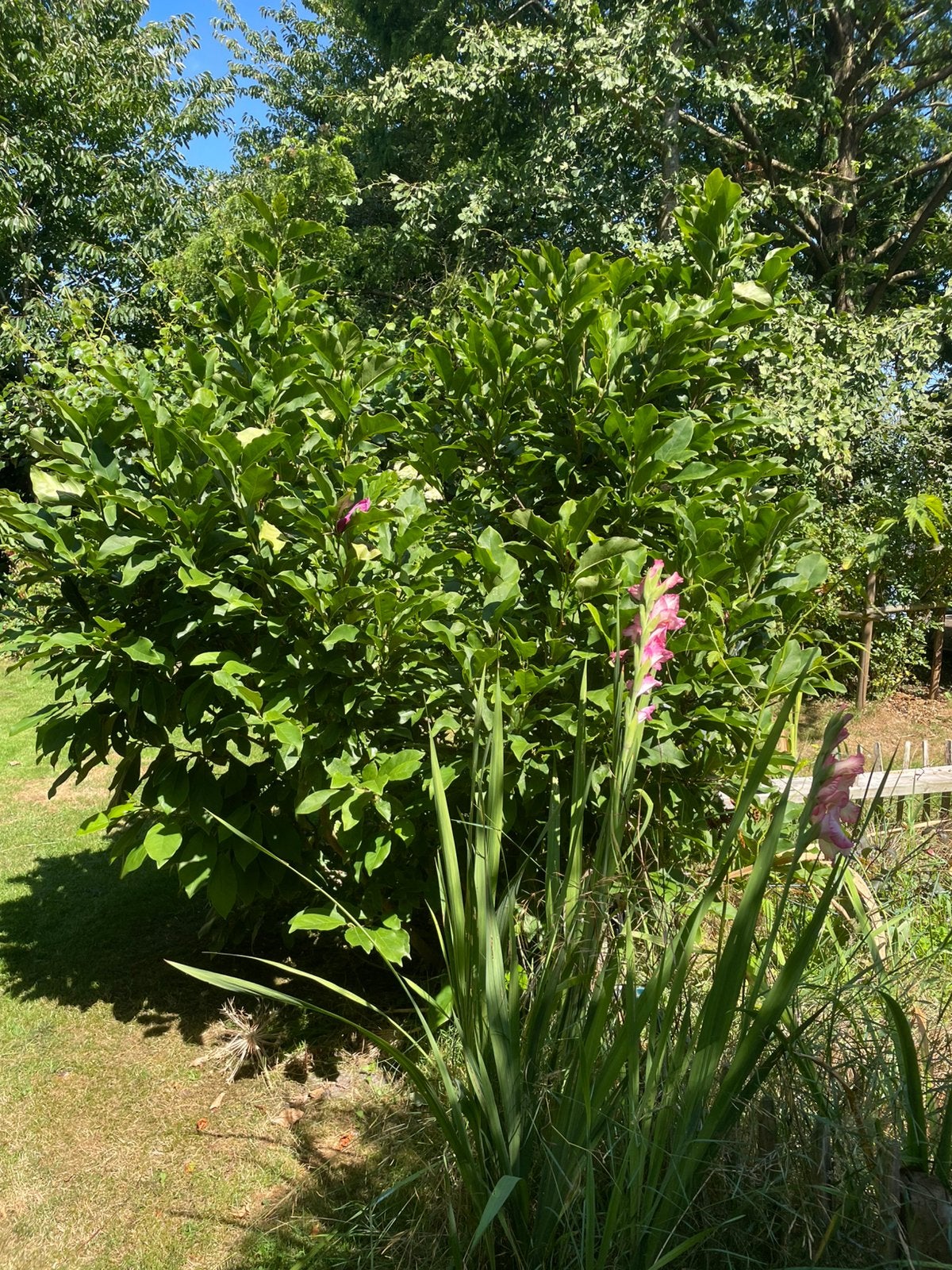 Prachtige, volle magnolia. Meerstammig, Ophalen, Overige soorten, Volle zon