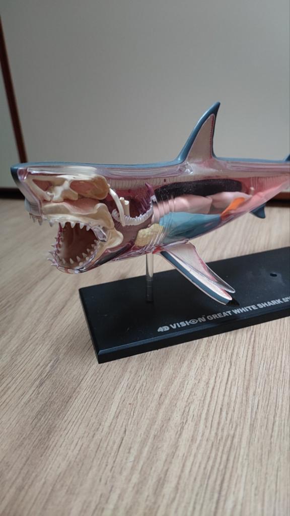 4D Vision Great White Shark Anatomie Model, Ophalen of Verzenden, Gebruikt